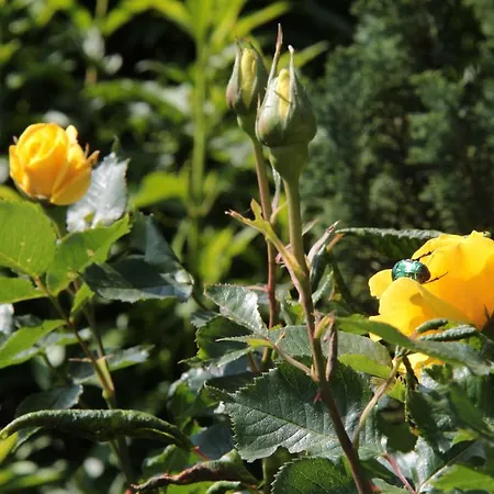 Haus Alpengluehn Konukevi Sautens