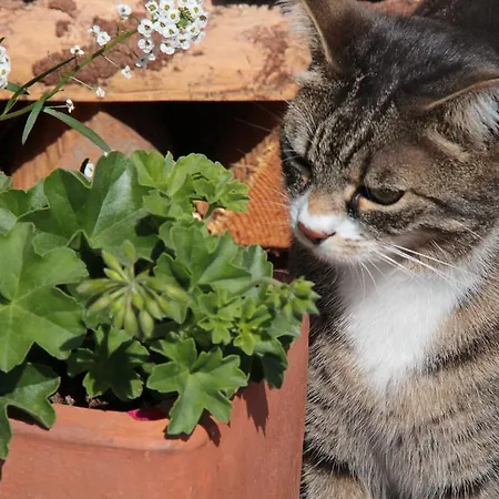 Konukevi Haus Alpengluehn Sautens