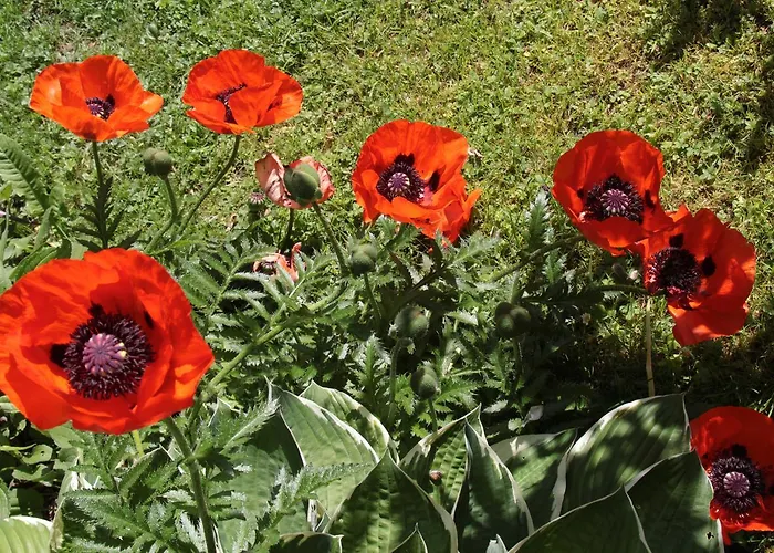 Penzion Haus Alpengluehn 3*
